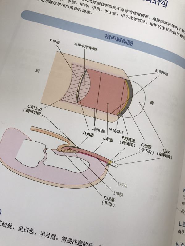 1指甲的构造                       不同的类型给顾客处理的程序效果